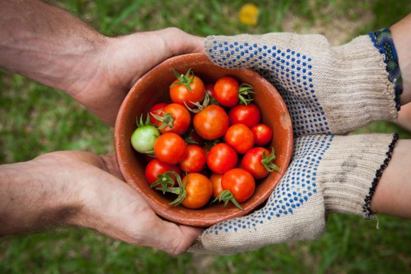 two people holding a bowl of tomatos